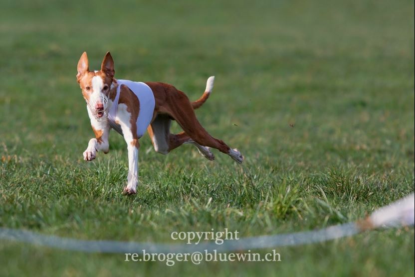 ReneBroger-CoursingRifferswilApril22016