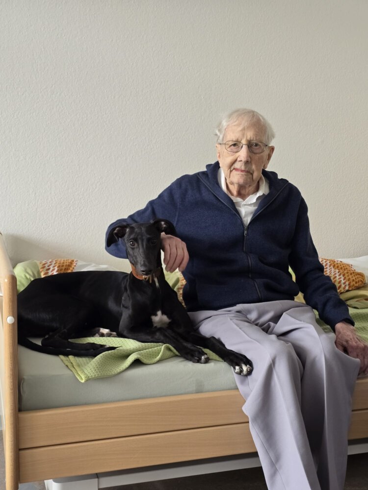 Das Bild entstand vor drei Wochen und zeigt ihn noch einmal in seiner gewohnten Ruhe und Würde, und natürlich an der Seite des Greyhounds seiner Tochter.